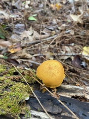 Pholiota granulosa