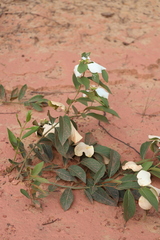 Coelospermum decipiens