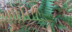 Polystichum imbricans