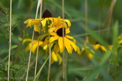 Rudbeckia hirta pulcherrima