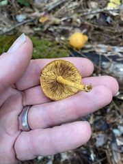Pholiota granulosa