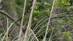 Phacellodomus striaticollis