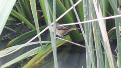 Phleocryptes melanops