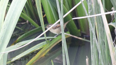 Phleocryptes melanops