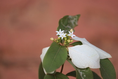 Coelospermum decipiens