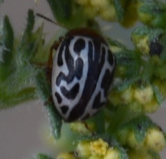 Zygogramma tortuosa