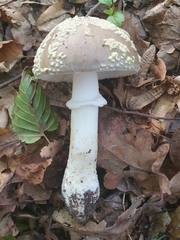 Amanita franchetii
