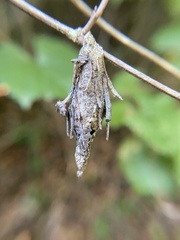 Thyridopteryx ephemeraeformis