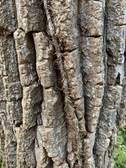 Toxicodendron radicans