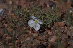 Oenothera pallida