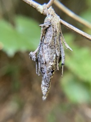 Thyridopteryx ephemeraeformis