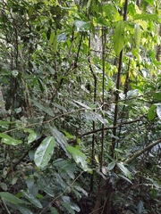 Matisia cornu-copiae