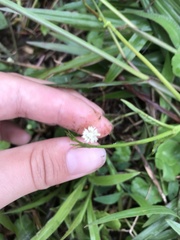 Hydrocotyle leucocephala