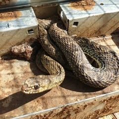 Malpolon monspessulanus