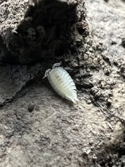 Platyarthrus hoffmannseggii