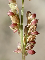Echinochloa colona