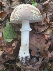 Amanita franchetii