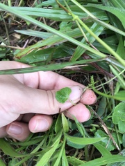 Hydrocotyle leucocephala