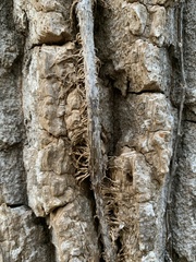 Toxicodendron radicans