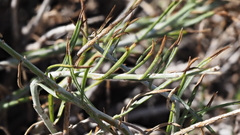 Ericameria nauseosa bernardina