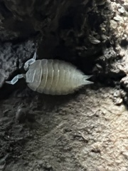 Platyarthrus hoffmannseggii