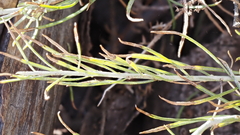 Ericameria nauseosa bernardina