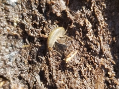 Speziorchestia grillus