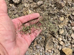 Euphorbia gracillima