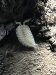 Platyarthrus hoffmannseggii