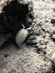 Platyarthrus hoffmannseggii