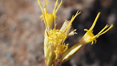 Ericameria nauseosa bernardina