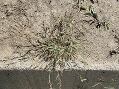 Echinochloa colona