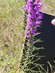 Liatris punctata