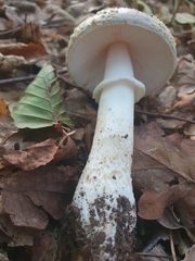 Amanita franchetii