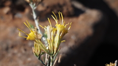 Ericameria nauseosa bernardina