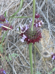 Salvia columbariae