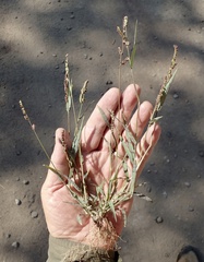 Echinochloa colona