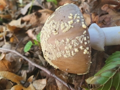 Amanita franchetii