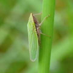 Draeculacephala robinsoni