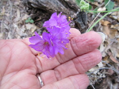 Mirabilis oxybaphoides