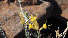 Ericameria nauseosa bernardina