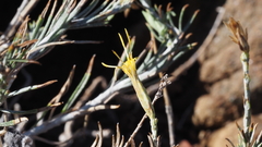 Ericameria nauseosa bernardina