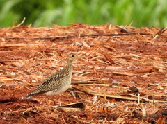 Bartramia longicauda