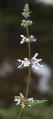 Stachys hispida