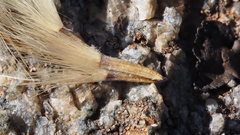 Ericameria nauseosa bernardina