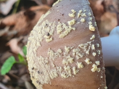 Amanita franchetii