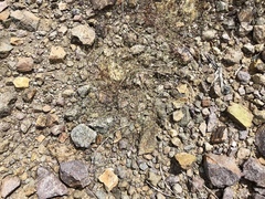 Euphorbia gracillima