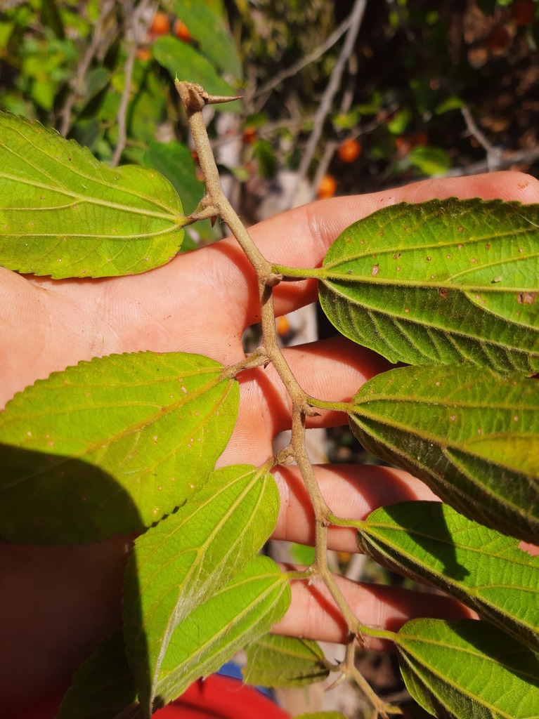 Spiny Hackberry