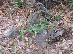 Mirabilis oxybaphoides