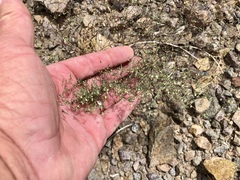 Euphorbia gracillima